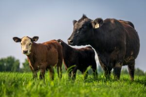 UNAGA y Corferias: Una alianza histórica que dio origen a Agroexpo